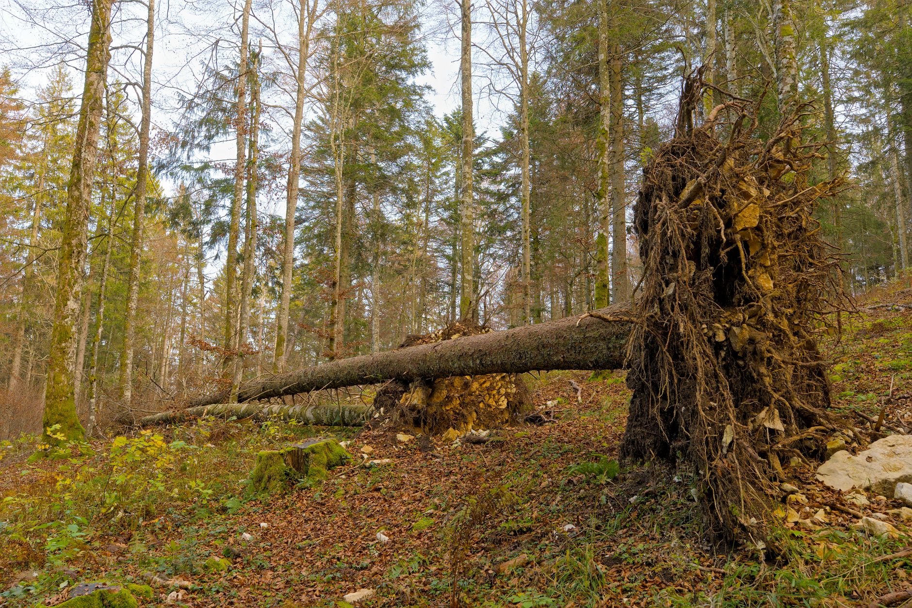 Enlèvement arbre urgence à Pantin